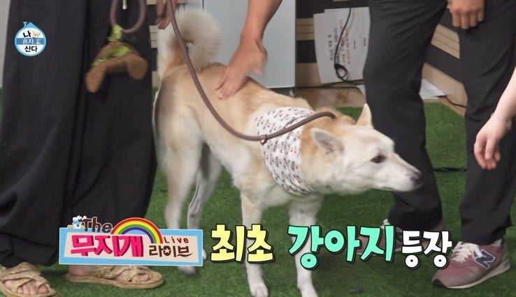현아 없이도 잘 사는 던? 집보다 화제 된 소울메이트 햇님이