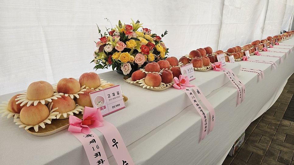 벽오동 사진 4