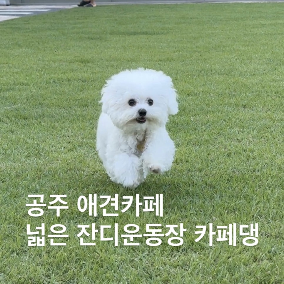 카페댕