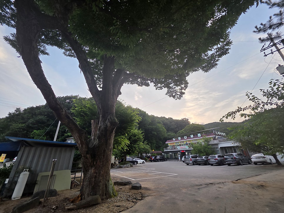 느티나무집 사진 3