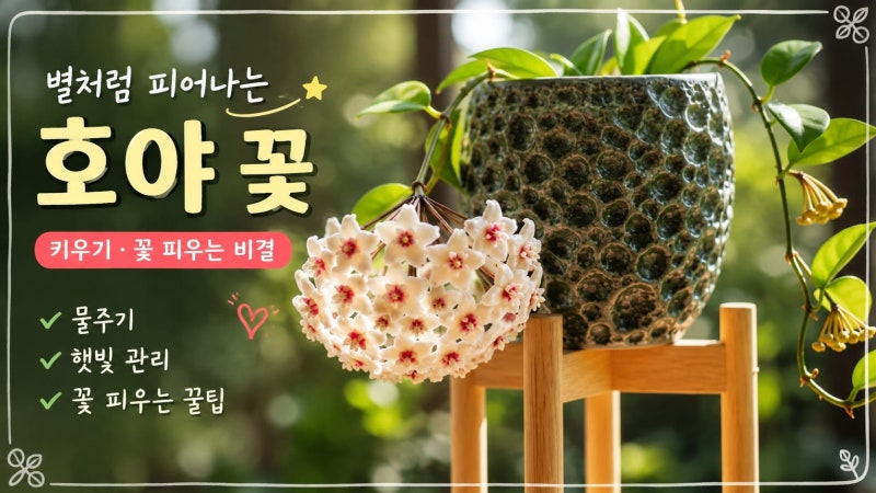 호야(Hoya carnosa) 꽃 별처럼 피는 왁스 플랜트의 매력과 키우는 방법