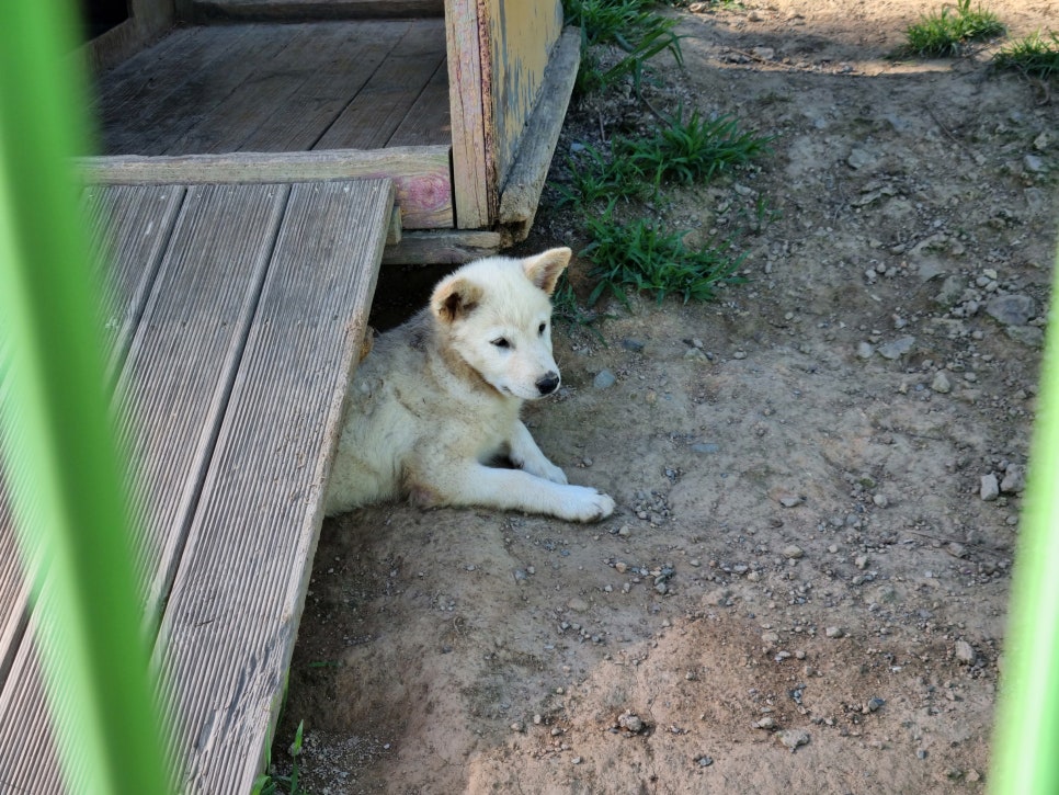 Jindogaetemapakeu photo 3