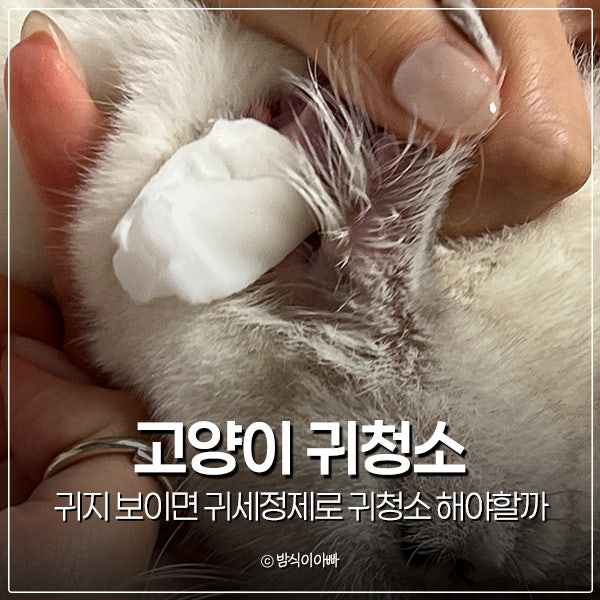 고양이 귀 귀지 보이면 귀세정제로 귀청소 해야할까