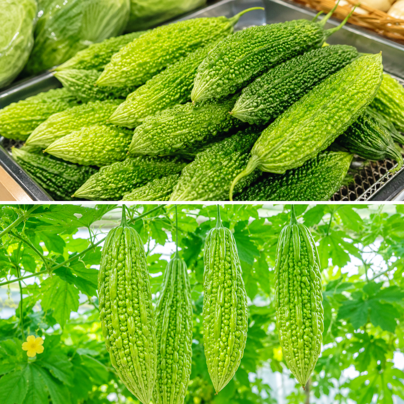 생 여주 보관법 세척부터 손질까지 한 번에 알아두세요