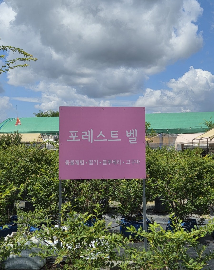 포레스트