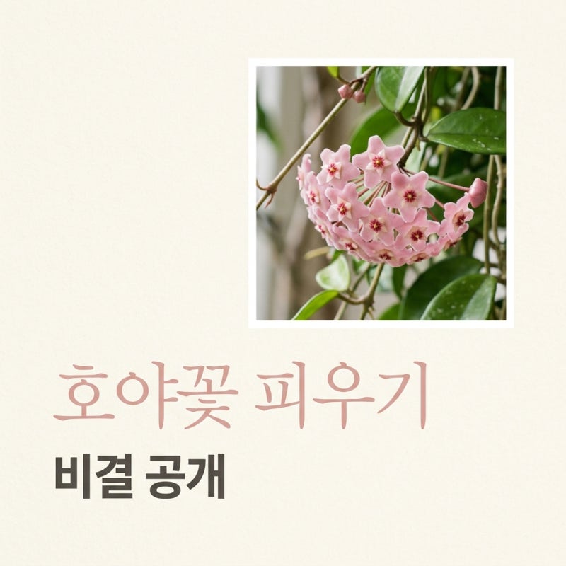 "한 번도 안 피더니.." 3년 만에 터진 호야꽃, 알고 보니 '이것' 때문?
