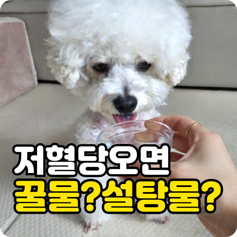 강아지 저혈당 온 것 같다면? 급하게 꿀물이나 설탕물 타줘도 괜찮을까?
