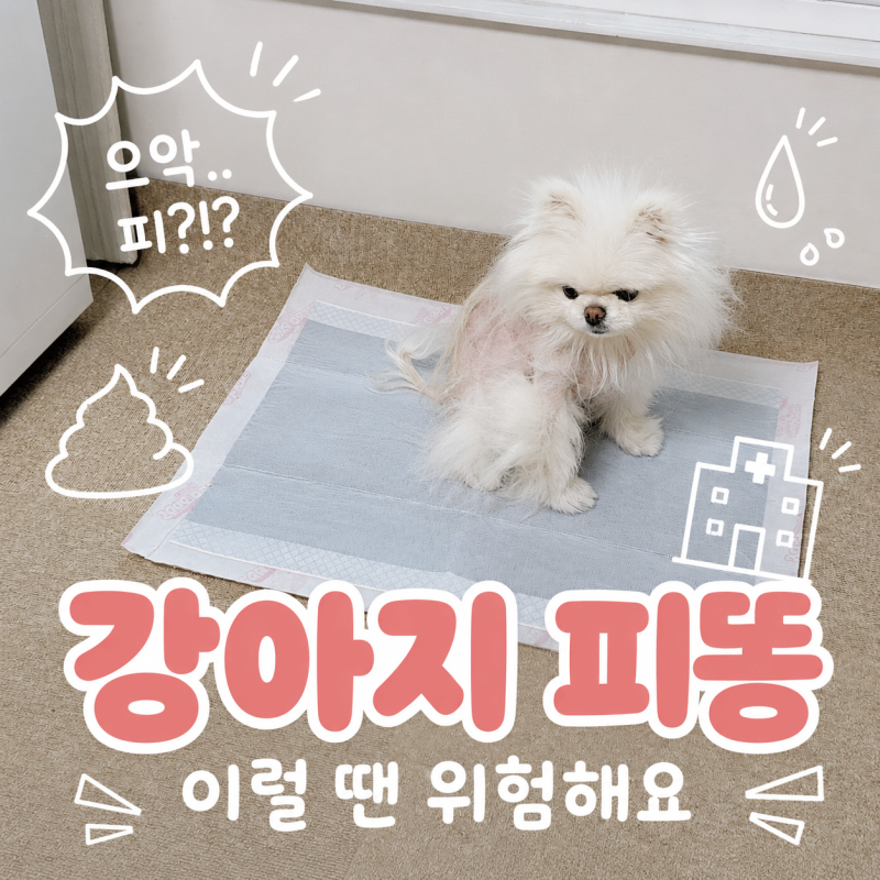 강아지 혈변 이유, 피똥 색깔 변상태로 보는 빨리 병원 가야 할 때는?