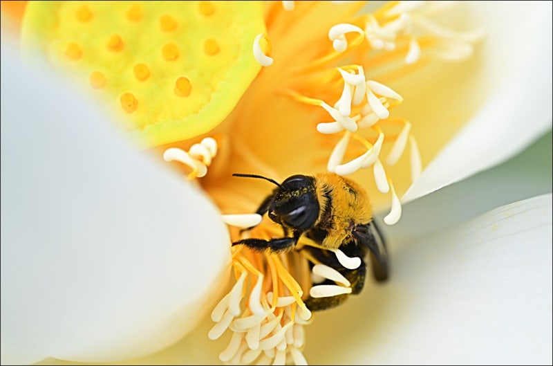 2026 봉선사 연꽃축제 (날짜, 초대가수, 주차정보, 연꽃 개화상황, 카페, 맛집)