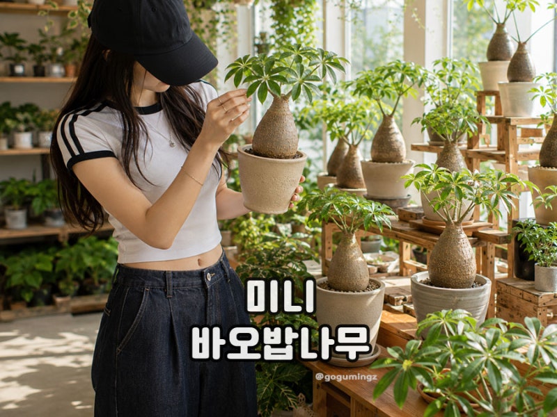 미니 바오밥나무 키우기 물주기와 관리 방법
