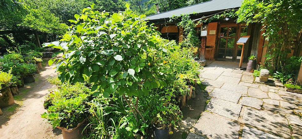 들꽃이야기 사진 4