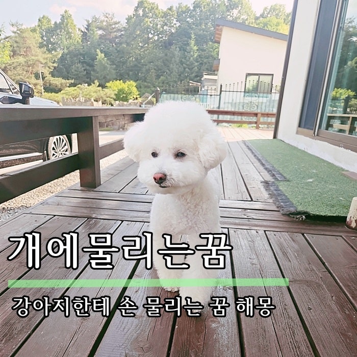 개에물리는꿈, 강아지한테 손 물리는 꿈 해몽