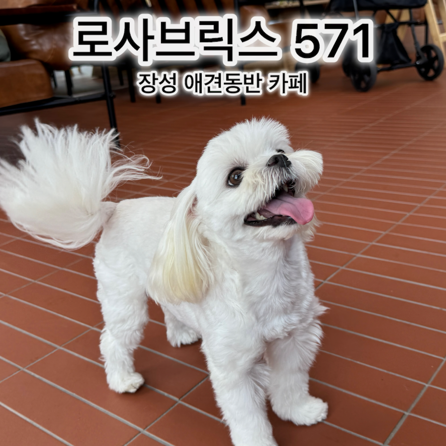 로사브릭스571 사진 1