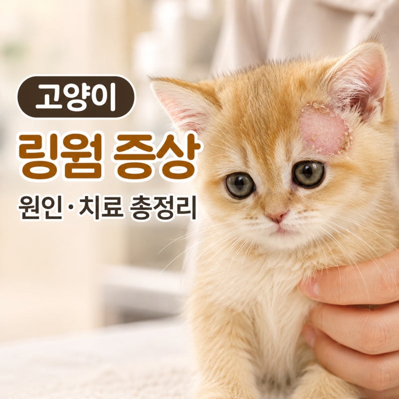 고양이 링웜 증상, 사람에게도 옮을 수 있는 피부병일까?