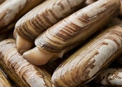 지금 안 먹으면 후회하는 대맛조개 칼로리, 효능과 오래 보관하는 법