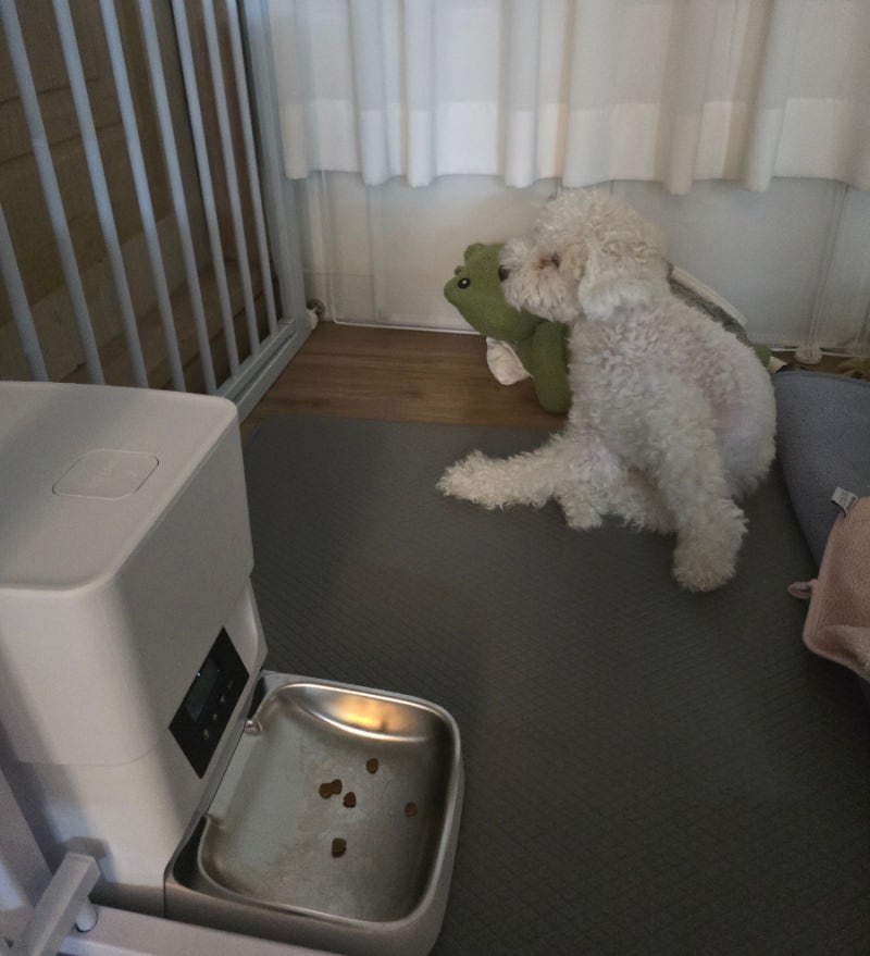 디클펫 강아지 고양이 자동급식기 AT-310 화이트 후기 및 설명서