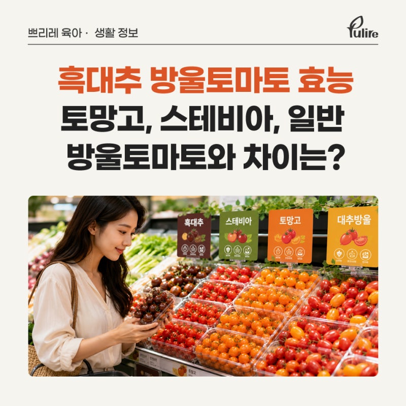 흑대추 방울토마토 효능, 토망고, 스테비아, 일반 방울토마토와 차이는?