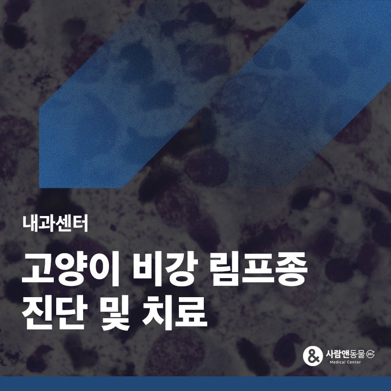고양이 코에서 출혈과 콧물이 계속 된다면? 고양이 비강 림프종 치료