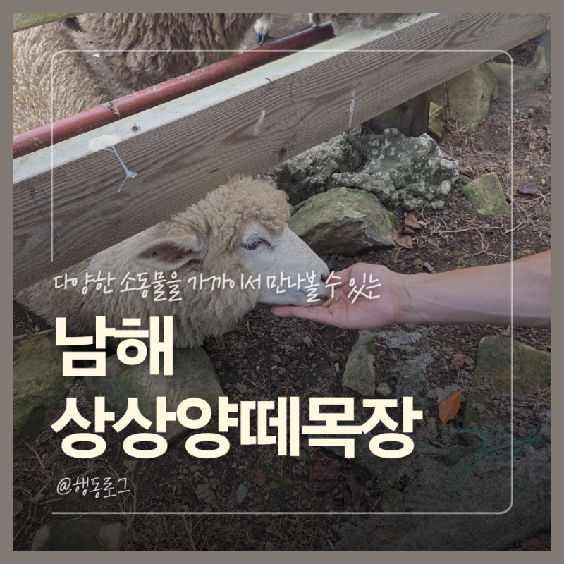 남해 강아지 동반 여행 추천코스 상상양떼목장 다양한 소동물까지