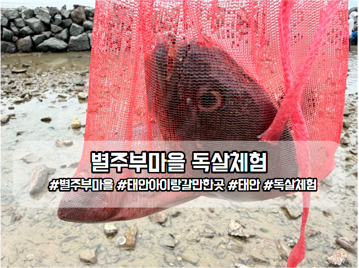 태안 별주부마을 독살체험 아이와 우럭 잡기 솔직후기 및 필수 준비물 꿀팁