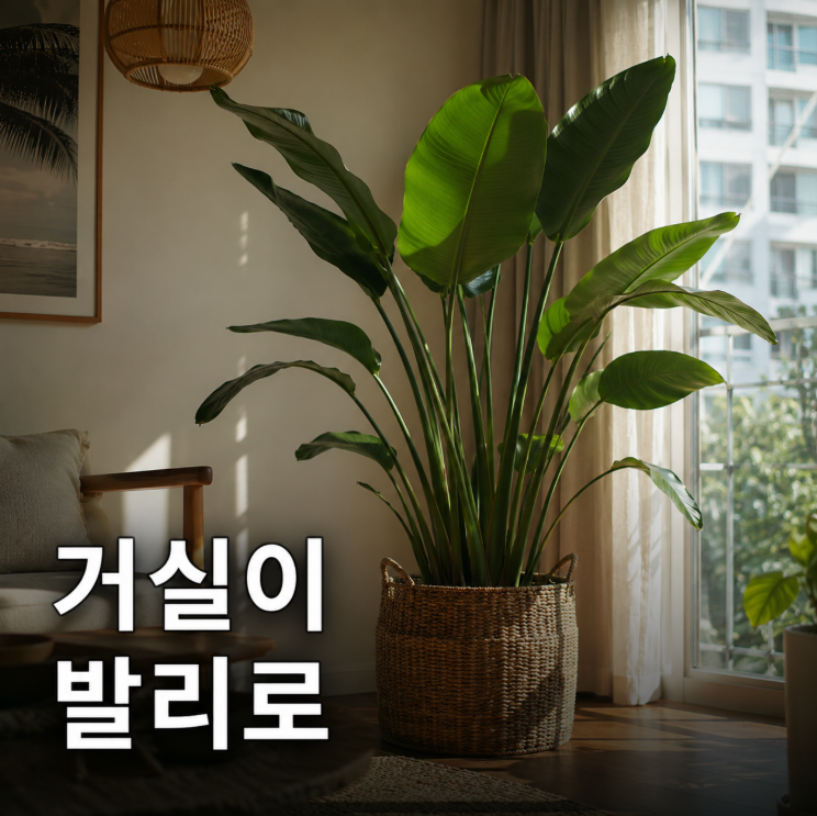 여인초 키우기, 어디든 놓자마자 발리 느낌 나는 잎 말림 가지치기 관리법