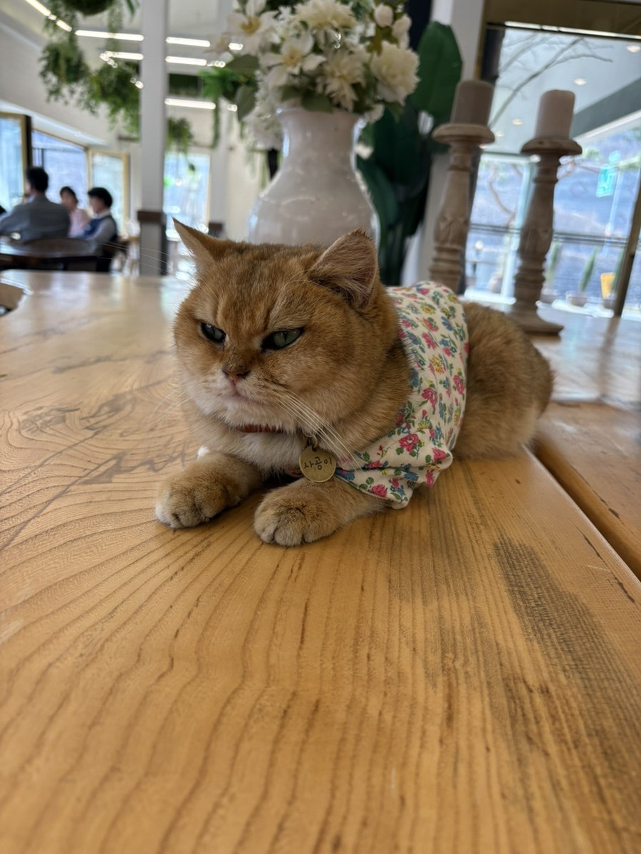 토르첼로 사진 6