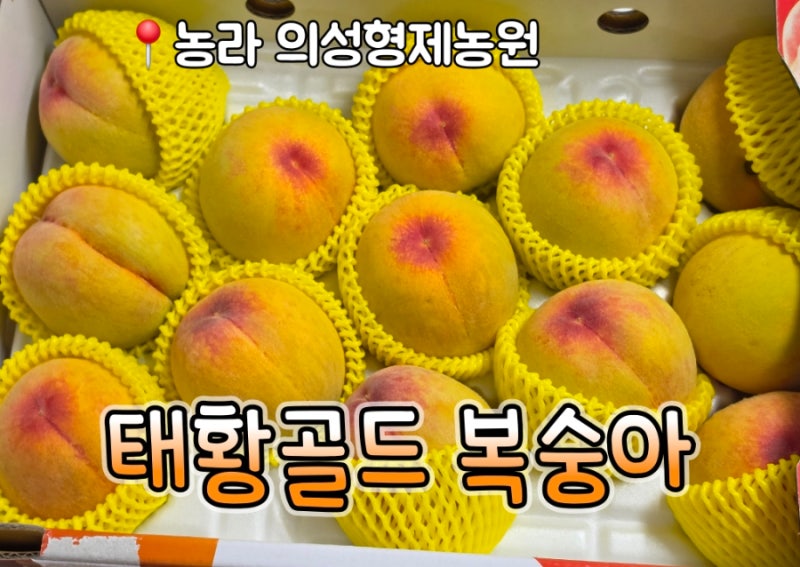 농라 복숭아 직거래 입문! 의성형제농원 황도 구매 후기와 주문 방법 (태황골드)