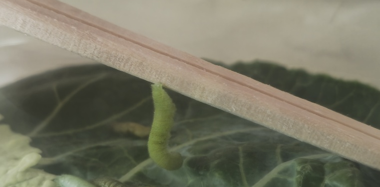 갑자기 시작된 배추흰나비 키우기! 애벌레부터 번데기까지 관찰일기