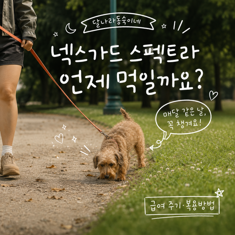 넥스가드 스펙트라 언제 먹일까? 강아지 심장사상충약 급여 주기와 복용방법