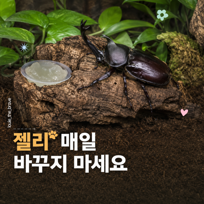 장수풍뎅이 키우기, 성충 먹이 곤충젤리와 사육통 관리법