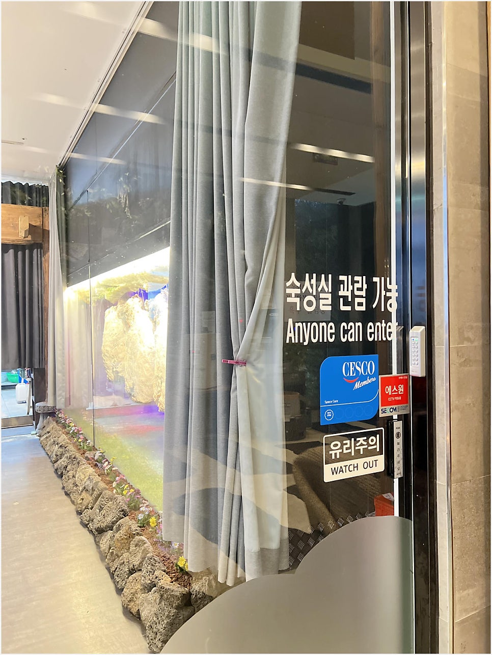 제주흑우 사진 6