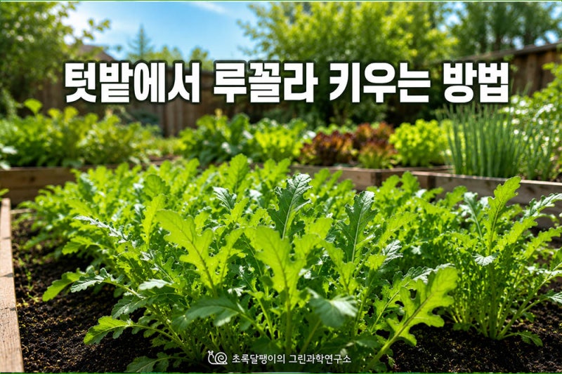 텃밭에서 루꼴라 키우는 방법, 파종부터 수확까지