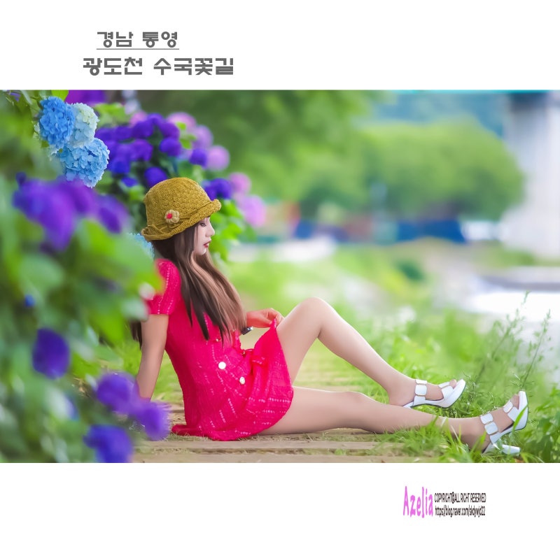 경남 통영::광도천 수국꽃길【26년7월18일】