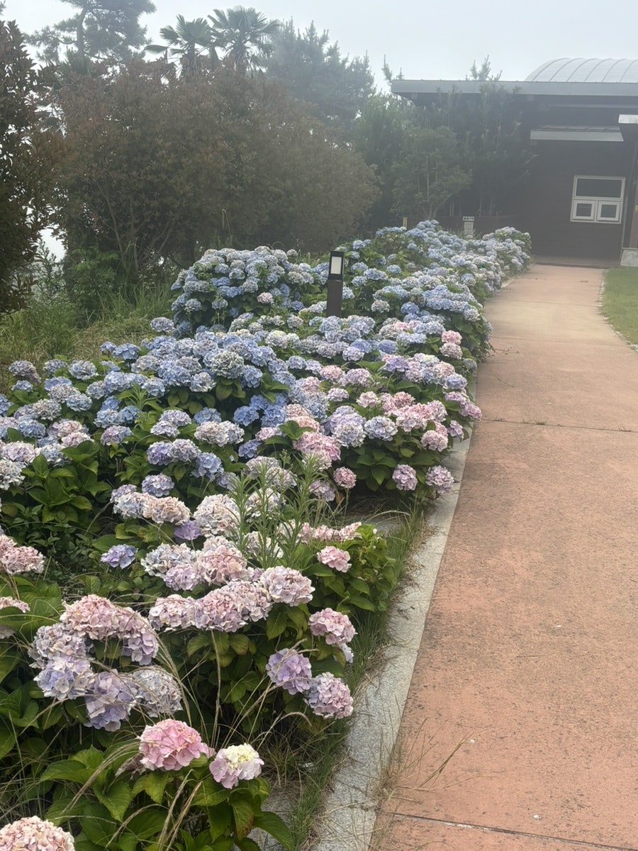 대명춘 사진 4