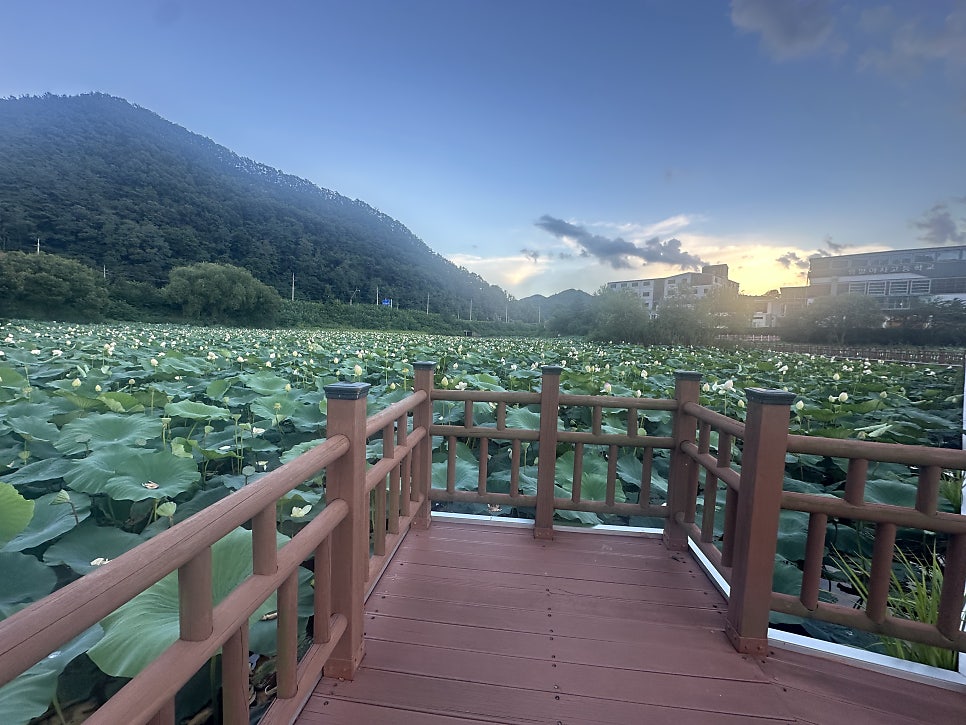 파대지 사진 3