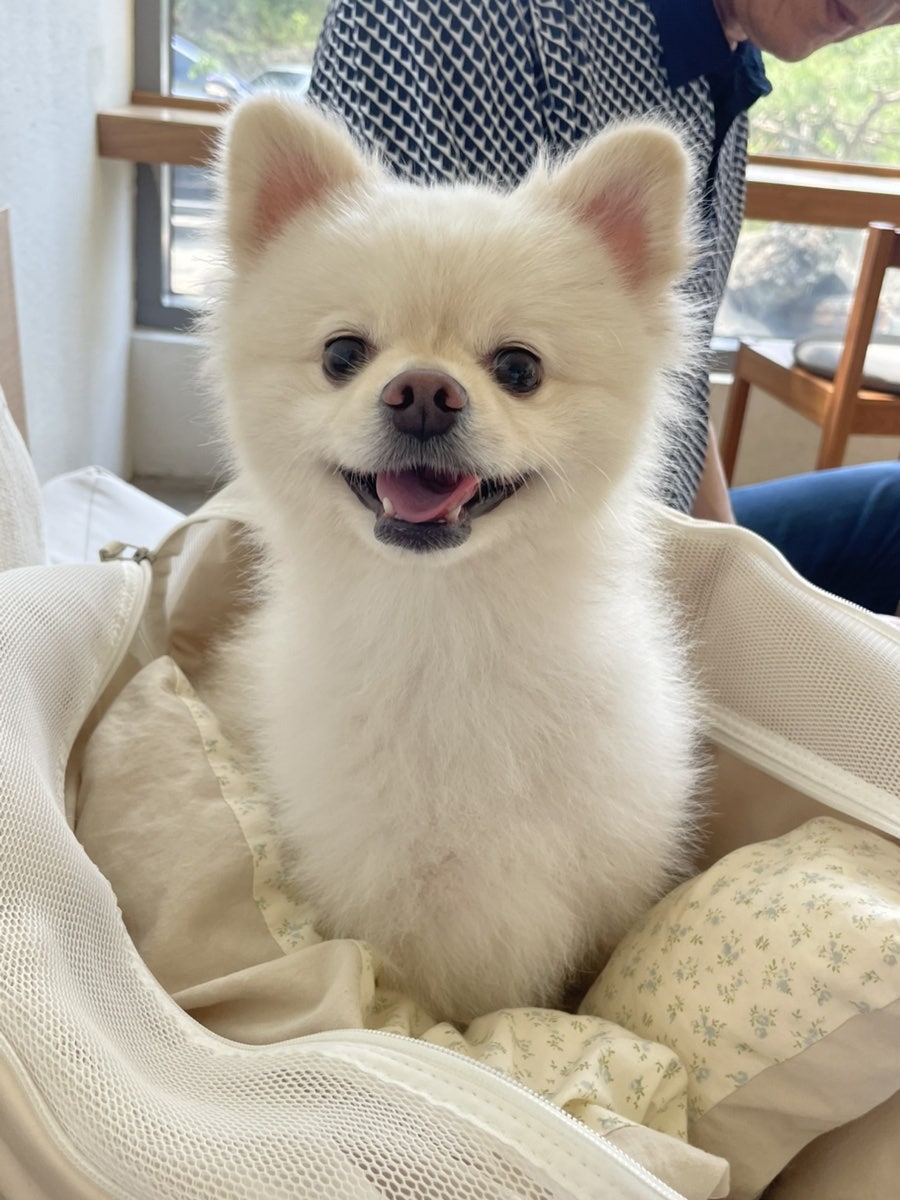무무도 사진 4