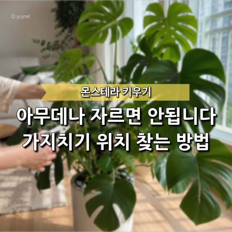 "여기를 잘라야 새잎이 나옵니다" 몬스테라 가지치기 위치와 시기 방법