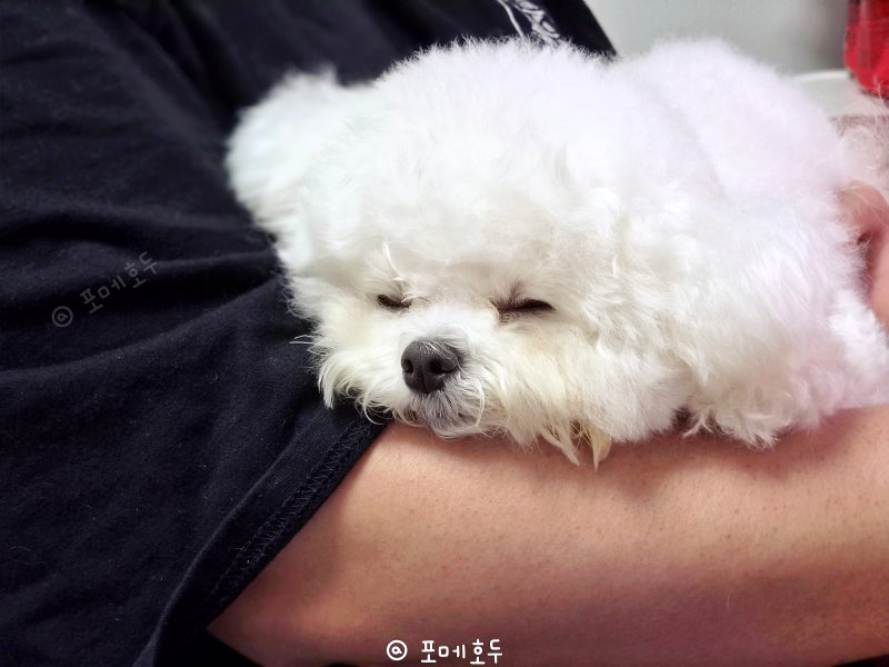 길몽일까 태몽일까? 사례로 알아보는 상황별 강아지꿈 해몽