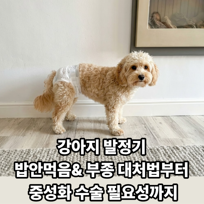 암컷 강아지 생리 기간과 주기는? 발정기 행동 변화와 관리 가이드
