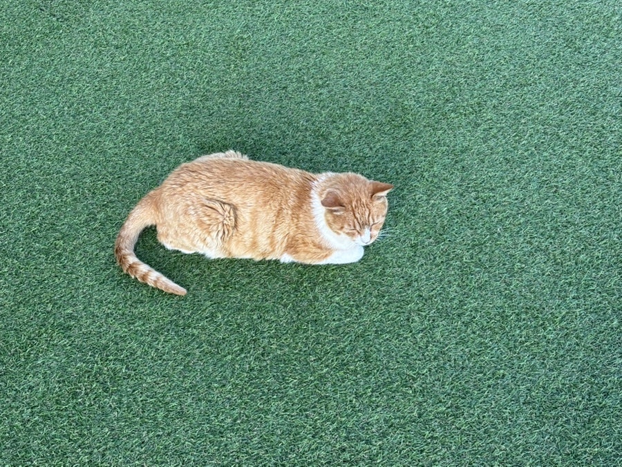카페이유 사진 4
