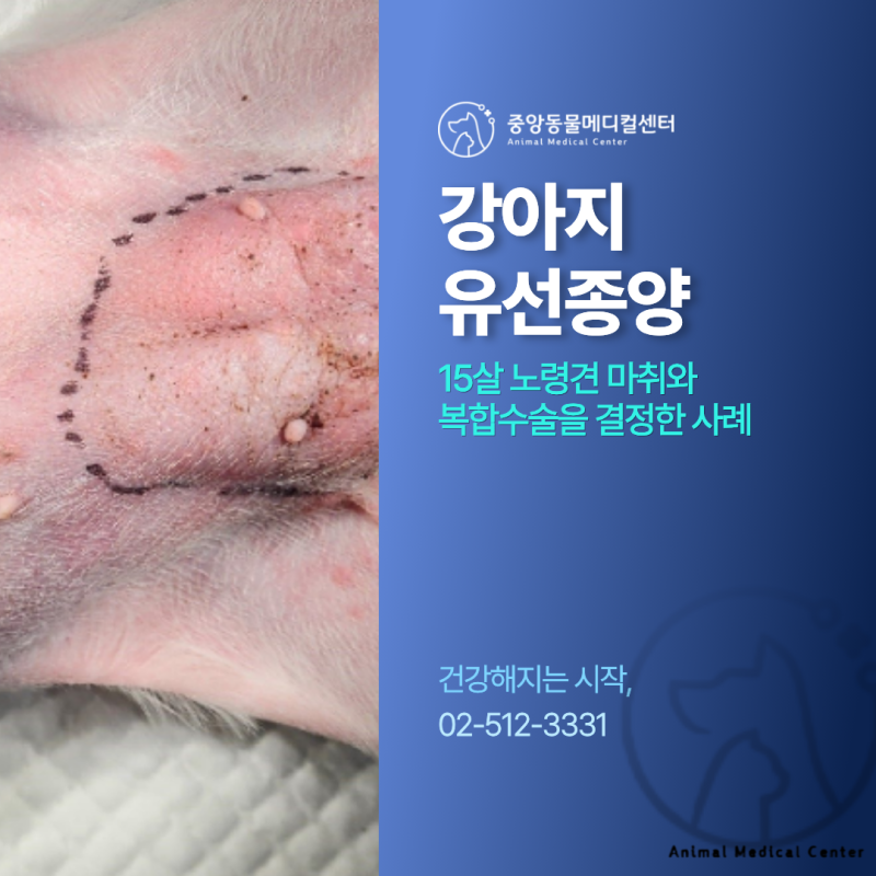 강아지 유선종양, 15살 노령견 마취와 복합수술을 결정했던 중앙동물메디컬센터의 기준