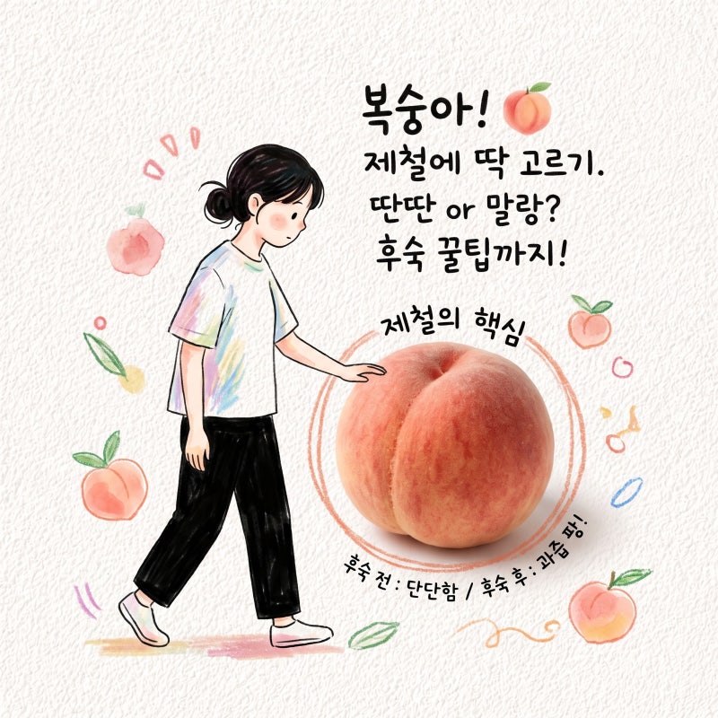 천중도백도 제철에 맞춰 고르는 법과 후숙 시점 딱딱한 복숭아 품종과 보관까지
