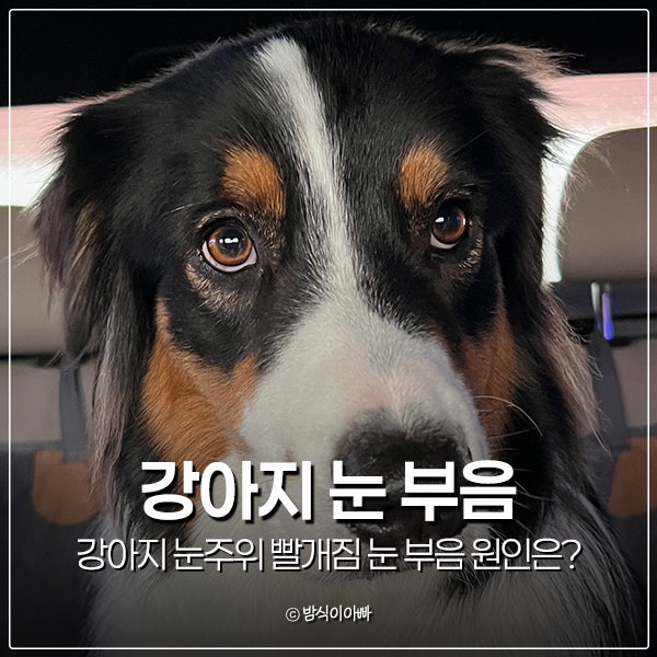 강아지 눈주위 빨개짐 강아지 눈 부음 원인은?