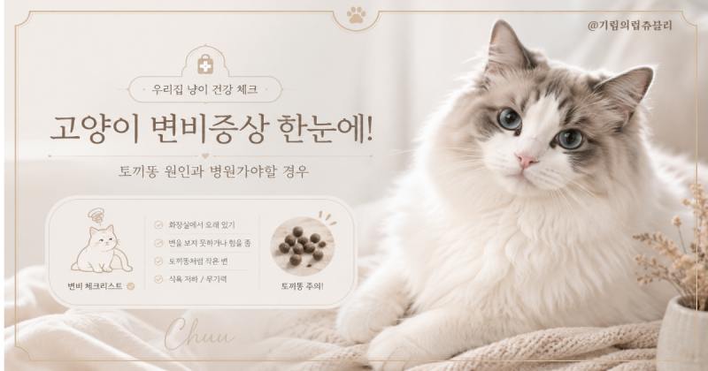 고양이 변비 증상 5가지와 똥 모양 체크: 토끼똥 원인과 병원가야하는 기준 총정리