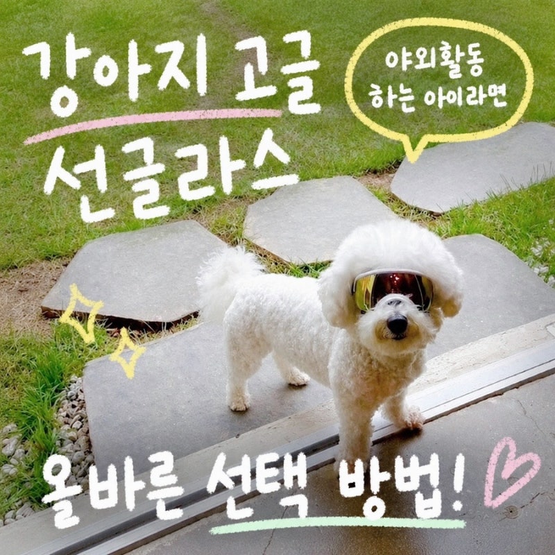 야외 활동 즐기는 아이라면 주목! 강아지 고글 선글라스 올바른 선택 방법