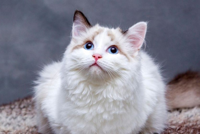 고양이 나이 계산기 사람 나이로 환산하면 충격! 평균 수명 얼마나 될까?