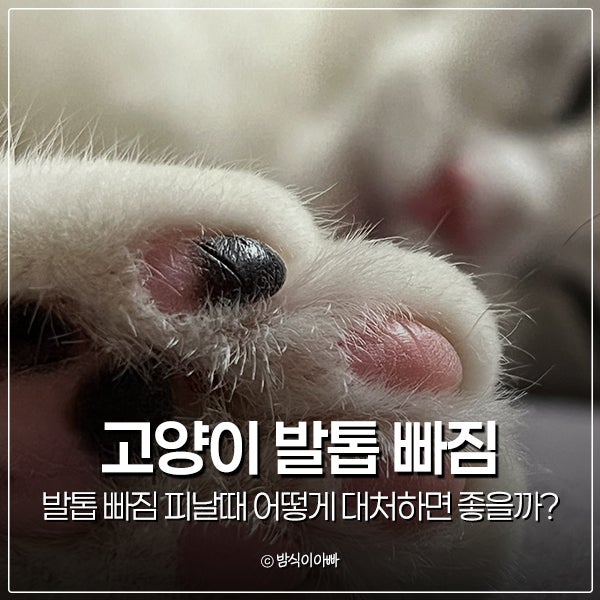 고양이 발톱 빠짐 피날때 어떻게 대처하면 좋을까?