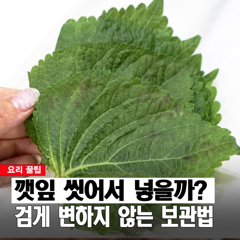 씻어서 넣을까, 그대로 넣을까? 검게 변하지 않는 깻잎 보관법
