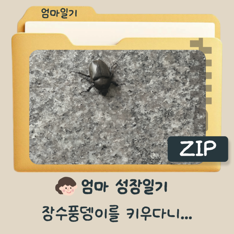 [엄마 성장 ] 곤충 키우기 능력+1 / 아들 키우면 한 번씩은 거쳐간다는 곤충키우기 / 장수풍뎅....