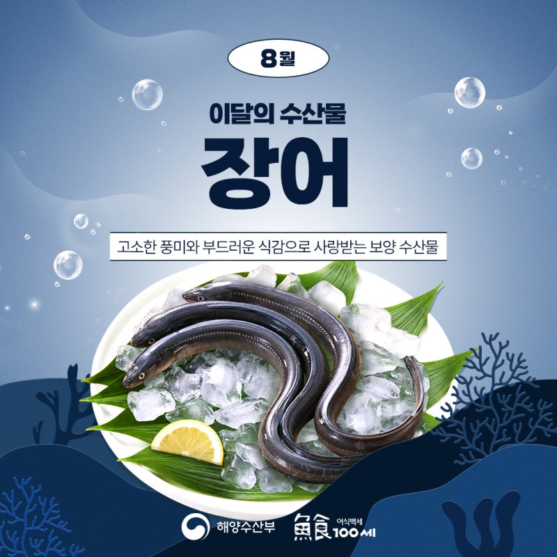 8월 이달의 수산물 장어 | 장어 고르는 법, 손질법, 보관법, 요리법